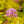 Load image into Gallery viewer, Gold Mound Spirea - Spirea - Shrubs
