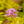 Load image into Gallery viewer, Gold Mound Spirea - Spirea - Shrubs
