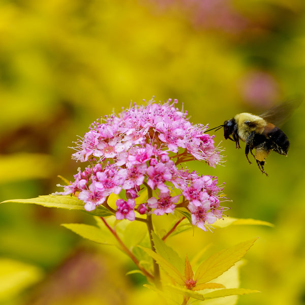 Goldmound Spirea