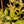 Load image into Gallery viewer, Goldstream Heavenly Bamboo