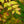 Load image into Gallery viewer, Goldstream Heavenly Bamboo
