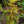 Load image into Gallery viewer, Goldstream Heavenly Bamboo