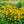Load image into Gallery viewer, Goldsturm Black-Eyed Susan