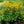 Load image into Gallery viewer, Goldsturm Black-Eyed Susan