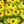 Load image into Gallery viewer, Goldsturm Black-Eyed Susan