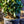 Load image into Gallery viewer, Gomer Waterer Rhododendron - Rhododendron - Shrubs