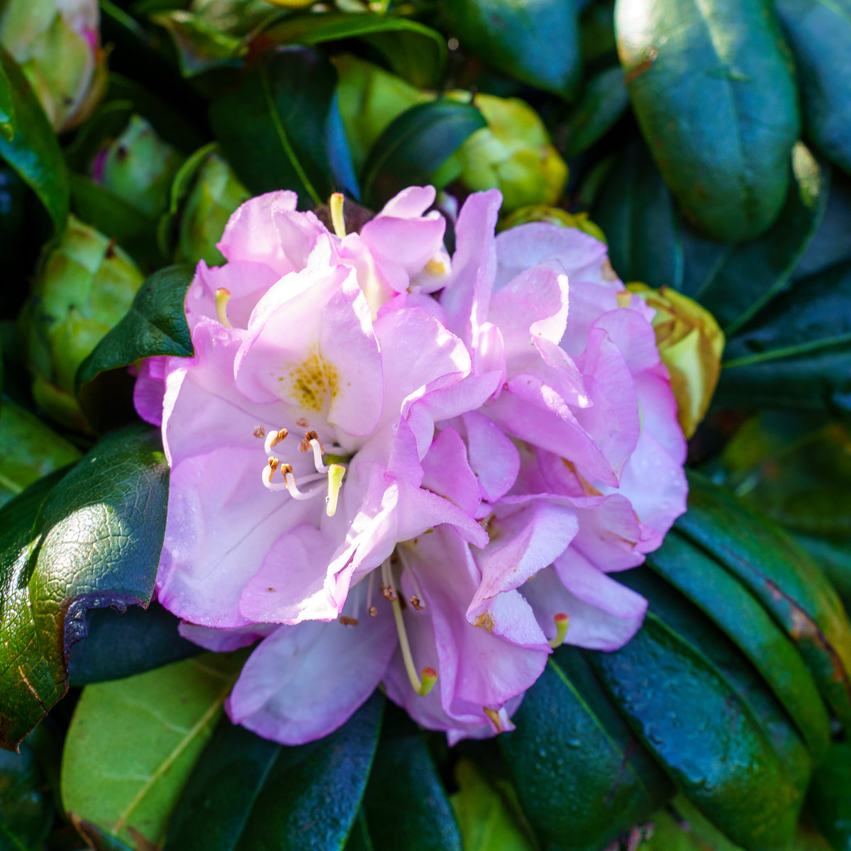 Gomer Waterer Rhododendron – Plant Detectives
