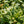 Load image into Gallery viewer, Goshiki False Holly - Osmanthus Other Shrubs - Shrubs
