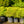 Load image into Gallery viewer, Goshiki False Holly - Osmanthus Other Shrubs - Shrubs