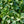 Load image into Gallery viewer, Goshiki False Holly - Osmanthus Other Shrubs - Shrubs