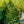 Load image into Gallery viewer, Gowdy Oriental Spruce - Spruce - Conifers