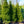 Load image into Gallery viewer, Gowdy Oriental Spruce - Spruce - Conifers