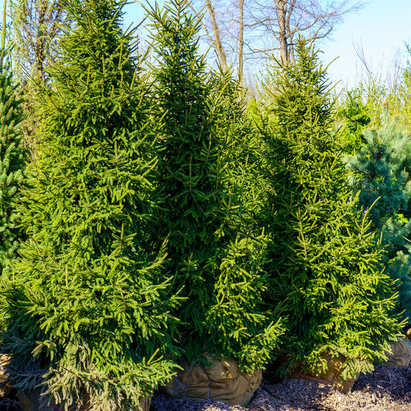 Gowdy Oriental Spruce - Spruce - Conifers