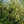 Load image into Gallery viewer, Gowdy Oriental Spruce - Spruce - Conifers