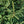 Load image into Gallery viewer, Gowdy Oriental Spruce - Spruce - Conifers