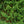 Load image into Gallery viewer, Gowdy Oriental Spruce