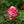 Load image into Gallery viewer, Grace N' Grit Pink BiColor Rose