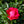 Load image into Gallery viewer, Grace N' Grit Pink Rose