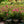 Load image into Gallery viewer, Grace N' Grit Pink Rose