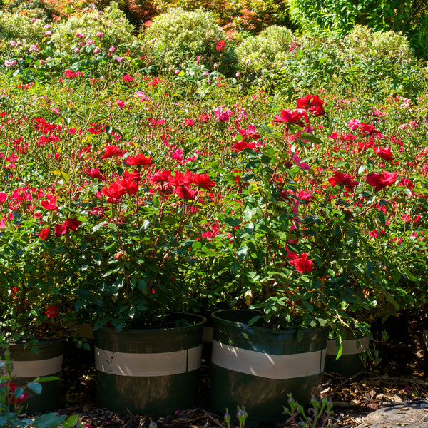 Grace N' Grit Red Rose