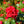 Load image into Gallery viewer, Grace N' Grit Red Rose