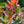 Load image into Gallery viewer, Grace Smoke Tree - Smokebush - Shrubs