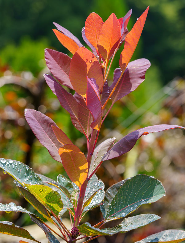 Grace Smoke Tree - Smokebush - Shrubs