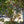 Load image into Gallery viewer, Grace Smoke Tree - Smokebush - Shrubs