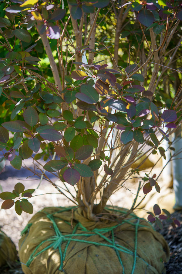 Grace Smoke Tree - Smokebush - Shrubs