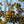 Load image into Gallery viewer, Grace Smoke Tree - Smokebush - Shrubs