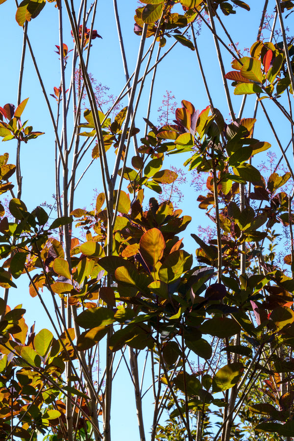 Grace Smoke Tree - Smokebush - Shrubs
