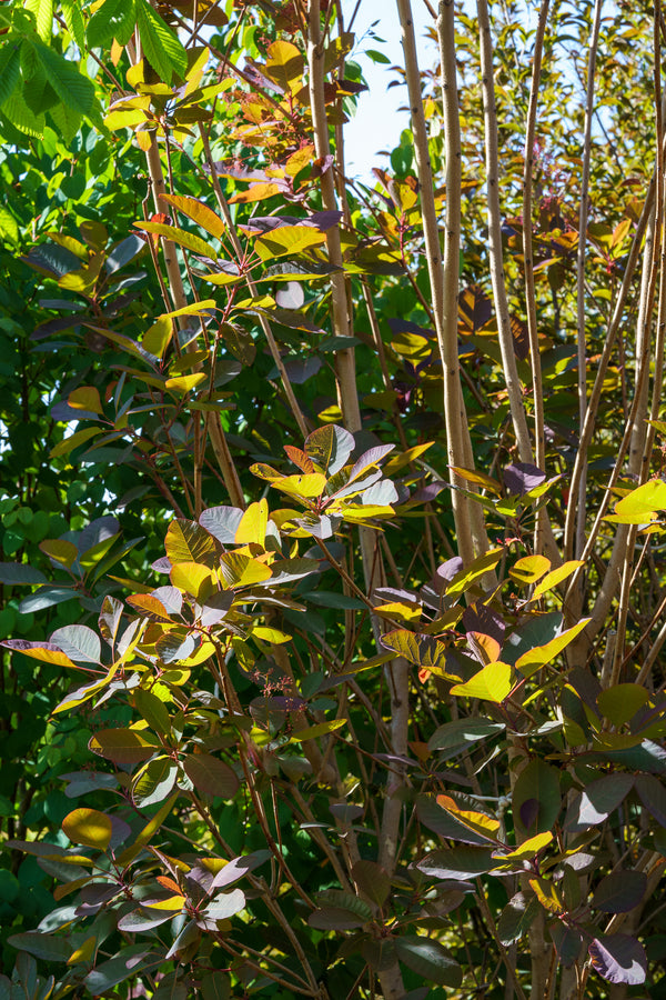 Grace Smoke Tree - Smokebush - Shrubs