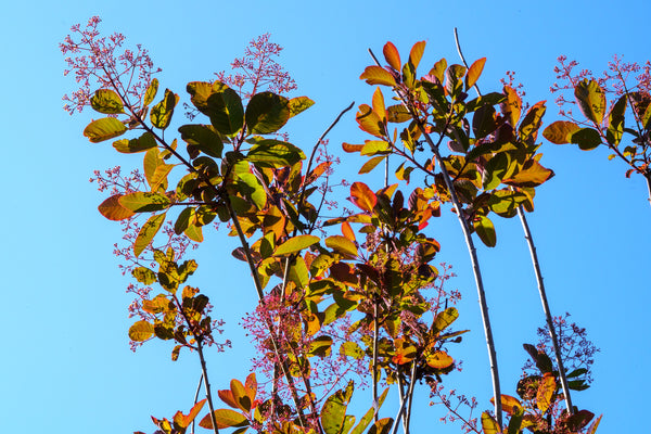 Grace Smoke Tree - Smokebush - Shrubs