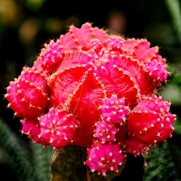 2.5 Inch Grafted Cactus