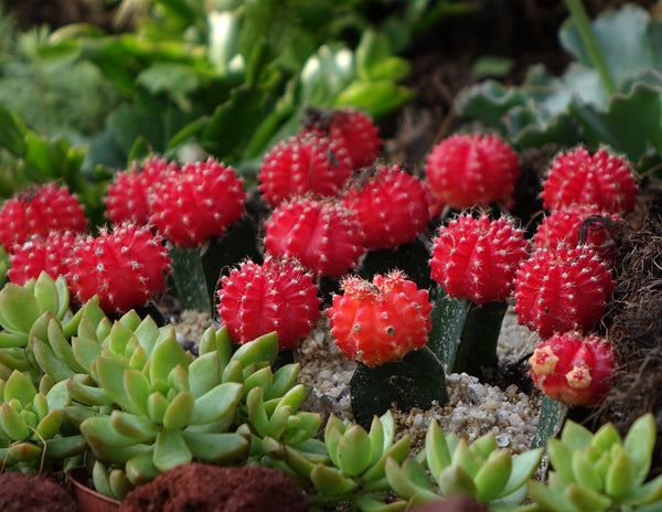 2.5 Inch Grafted Cactus