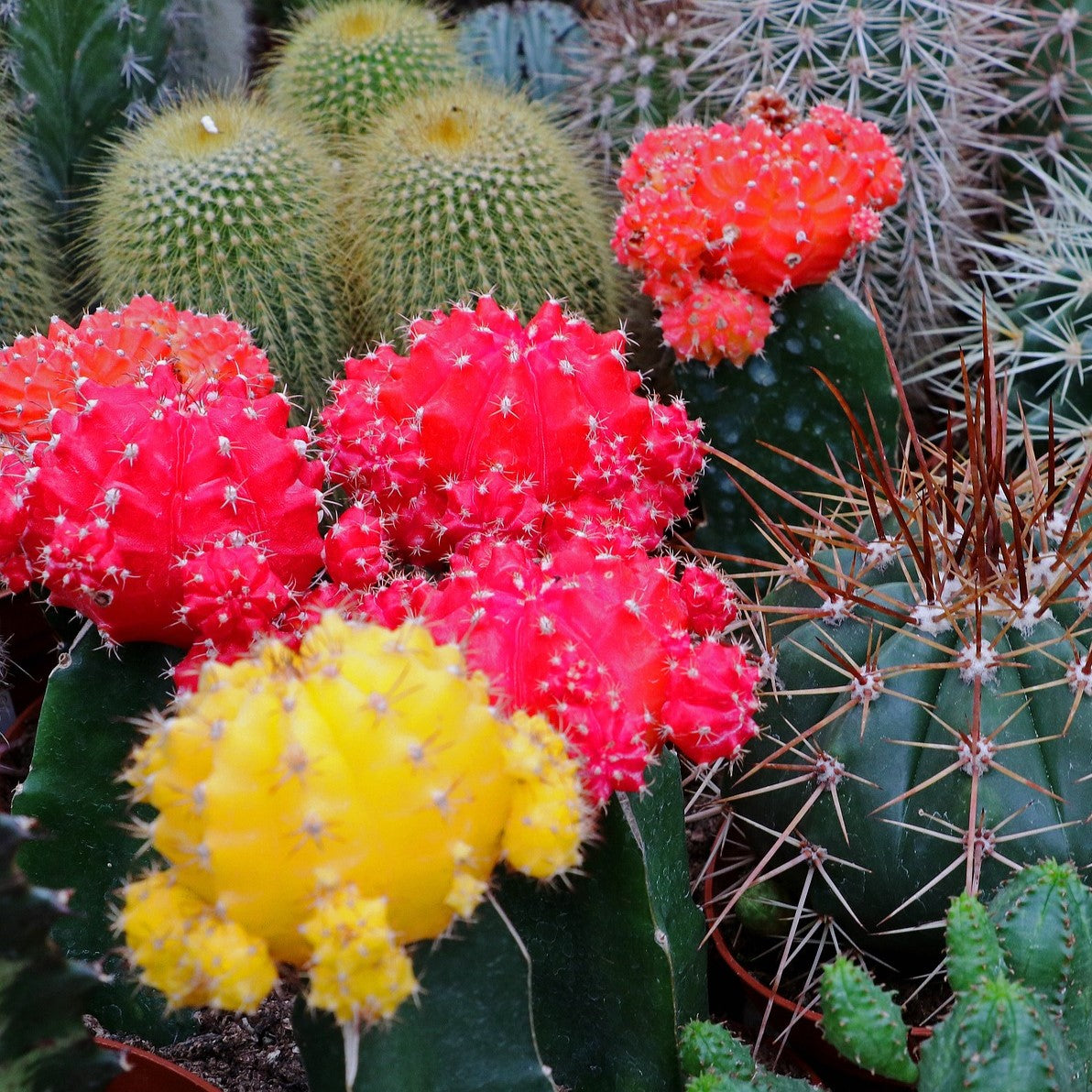 2.5 Inch Grafted Cactus – Plant Detectives