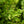 Load image into Gallery viewer, Graham Blandy Boxwood