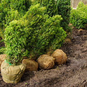 Graham Blandy Boxwood