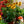 Load image into Gallery viewer, Sombrero Granada Gold Coneflower