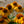 Load image into Gallery viewer, Sombrero Granada Gold Coneflower