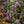 Load image into Gallery viewer, Grand Cascade Butterfly Bush