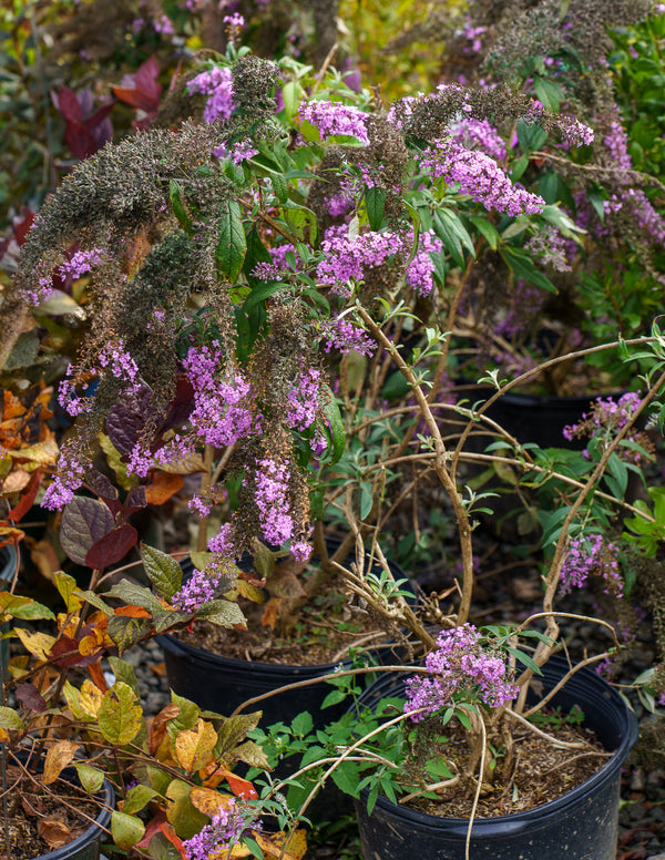 Grand Cascade Butterfly Bush