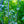 Load image into Gallery viewer, Granny Smith Apple Tree - Apple - Fruit Trees