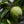 Load image into Gallery viewer, Granny Smith Apple Tree - Apple - Fruit Trees