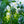Load image into Gallery viewer, Granny Smith Apple Tree - Apple - Fruit Trees