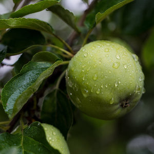 Granny Smith Apple Tree - Apple - Fruit Trees