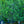 Load image into Gallery viewer, Granny Smith Apple Tree - Apple - Fruit Trees