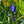 Load image into Gallery viewer, Grape Hyacinth