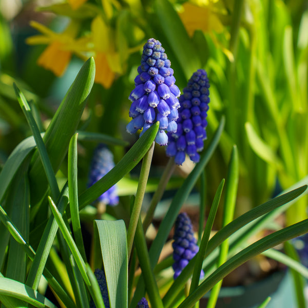 Grape Hyacinth