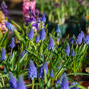 Grape Hyacinth